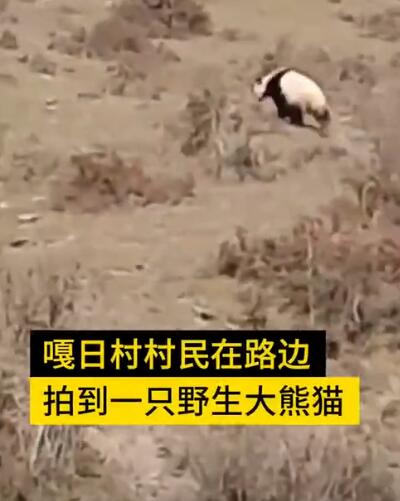 四川村民意外与野生大熊猫相遇,拍下现场自己都被逗笑