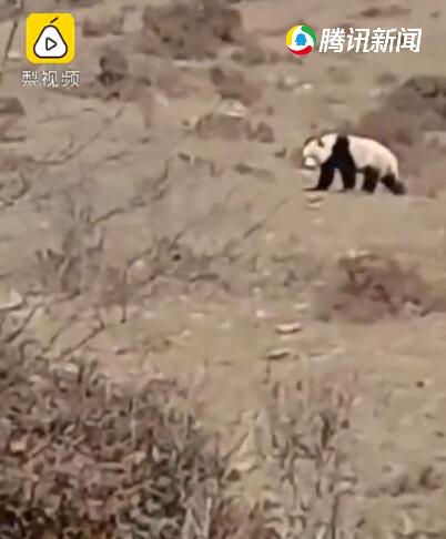 四川村民意外与野生大熊猫相遇,拍下现场自己都被逗笑