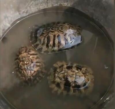 男子养3只乌龟忘搬进屋一夜成冰块,解冻后画面意外
