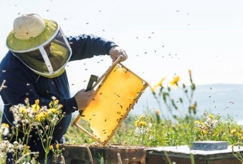 蜜蜂来家里是福还是祸？揭秘蜜蜂有趣的十大现象
