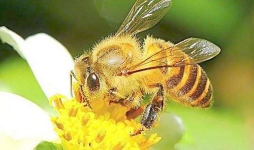 蜜蜂来家里是福还是祸？揭秘蜜蜂有趣的十大现象