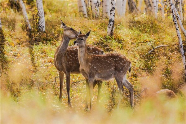 世界上鹿最多的国家是哪个国家 鹿的象征和寓意是什么？