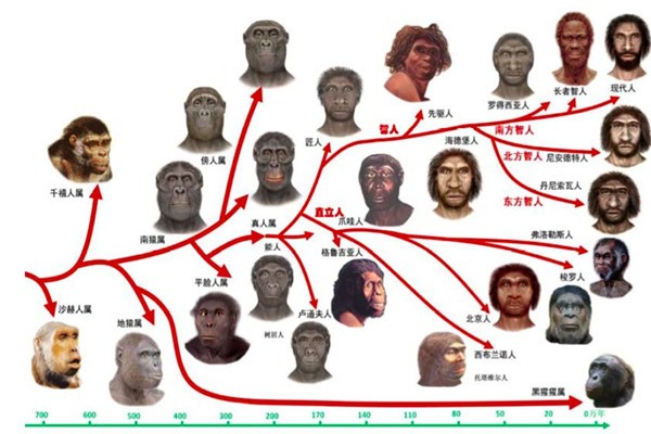人类进化的六个阶段图 六个阶段表现六个不同进化