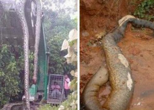 西游记中的蟒蛇精真的存在 工地挖出百岁蟒蛇成精