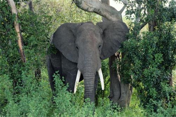 大象是猛犸象进化的吗？猛犸象与大象有哪些关系