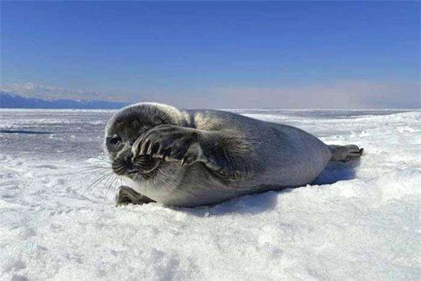 世界上最小的海豹 贝加尔海豹身长1米生活在淡水中