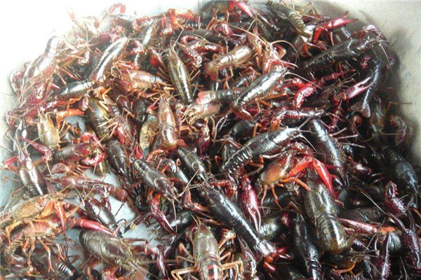 在中国丢脸的侵略物种 小龙虾为什么？入侵中国失败
