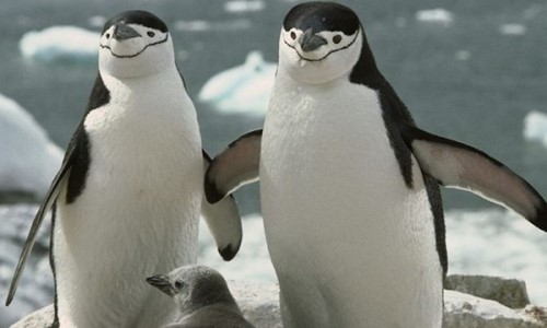 企鹅为什么？不怕冷？企鹅的十大特点和生活特征