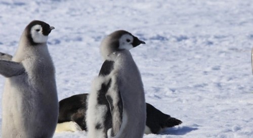 企鹅为什么？不怕冷？企鹅的十大特点和生活特征