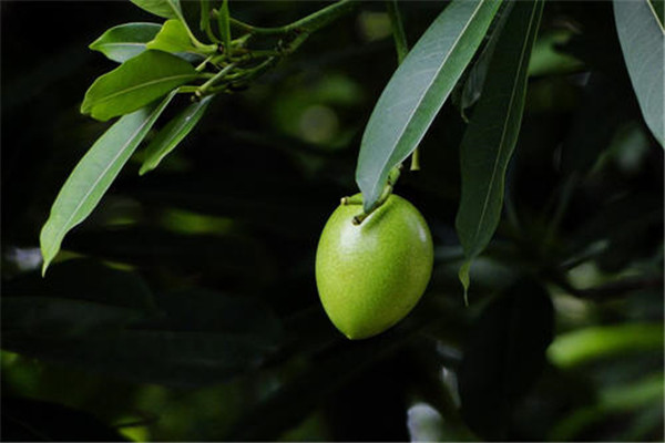 最毒水果是什么？？吃半口就能够置人于死地海檬树果