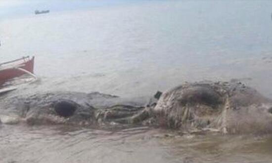 菲律宾海滩现神秘腐烂尸体 身长堪比战斗机/疑似大型怪兽