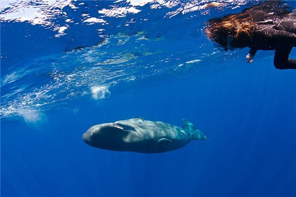 什么？鲸鱼能潜水六千米 任何一种鲸鱼都不可以难度太高