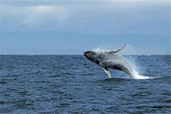 什么？鲸鱼能潜水六千米 任何一种鲸鱼都不可以难度太高