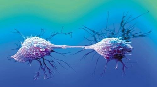 海拉细胞污染事件揭秘 注射癌细胞人体实验骇人听闻
