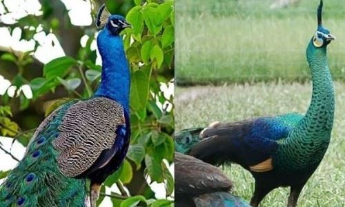 绿孔雀和蓝孔雀的区别是什么？？绿孔雀为什么？濒危了