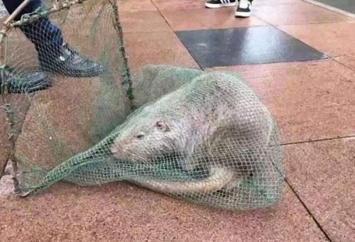 伊朗巨鼠有多大？4-5公斤重量级比比皆是核泄漏产物