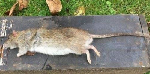 伊朗巨鼠有多大？4-5公斤重量级比比皆是核泄漏产物