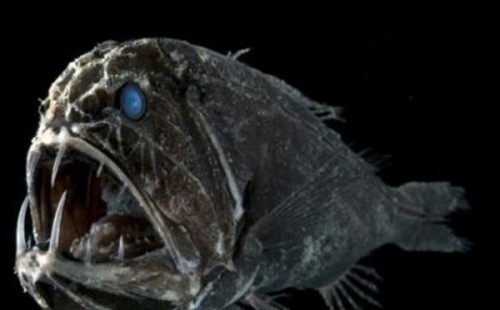 十大海洋恐怖生物 石头鱼一刺使人中毒直到死亡伪装极强