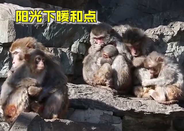 可怜巴巴！北京动物园猴子抱团取暖，画面情意浓浓，网友：看着可怜