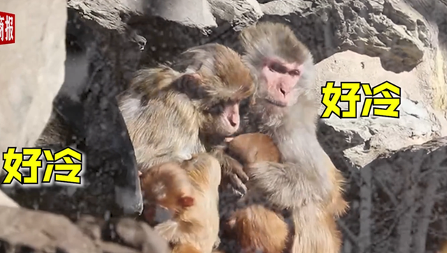 可怜巴巴！北京动物园猴子抱团取暖，画面情意浓浓，网友：看着可怜