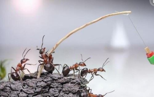 蚂蚁王国中的公路之谜 弱小蚁类铺桥架路建筑特殊公路