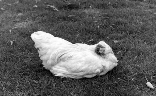 史上最坚强的无头鸡 没有头依旧存活了18个月