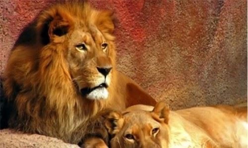 雄狮有几个配偶 它就像古时候的帝王