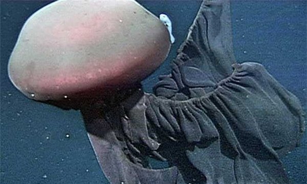 冥河水母堪称最神秘的水母 最大的个头具有1.4米