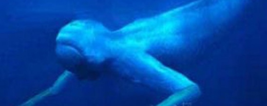 南极“人形海怪”之谜 日捕鲸船到底发现了什么？