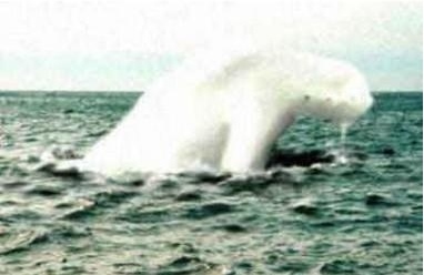 南极“人形海怪”之谜 日捕鲸船到底发现了什么？