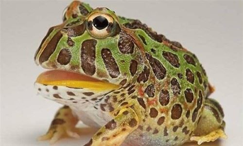 角蛙的祖先是什么？？