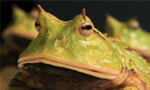 角蛙的祖先是什么？？