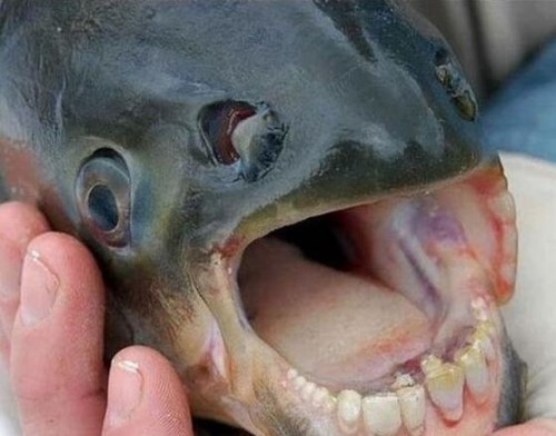 专咬男人蛋蛋的人齿鱼 牙齿酷似人类男人被咬就废了
