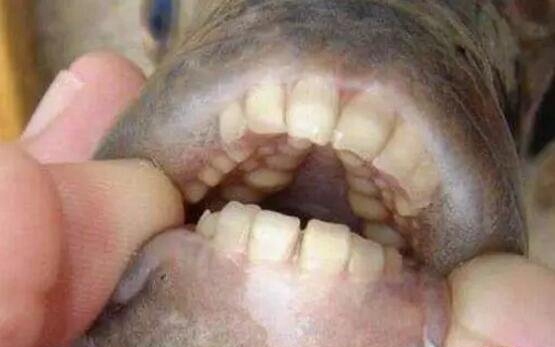 专咬男人蛋蛋的人齿鱼 牙齿酷似人类男人被咬就废了