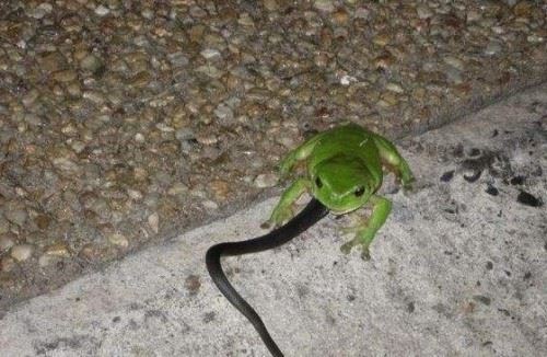 你见过“烟蛙吃蛇”吗？