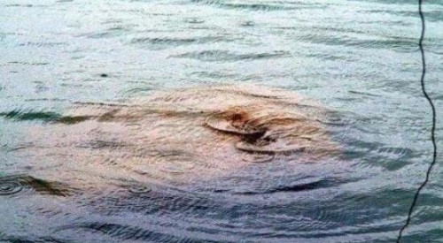 湛江湖光岩水怪之谜 湖底或存在一群龙鱼实为淡水鱼