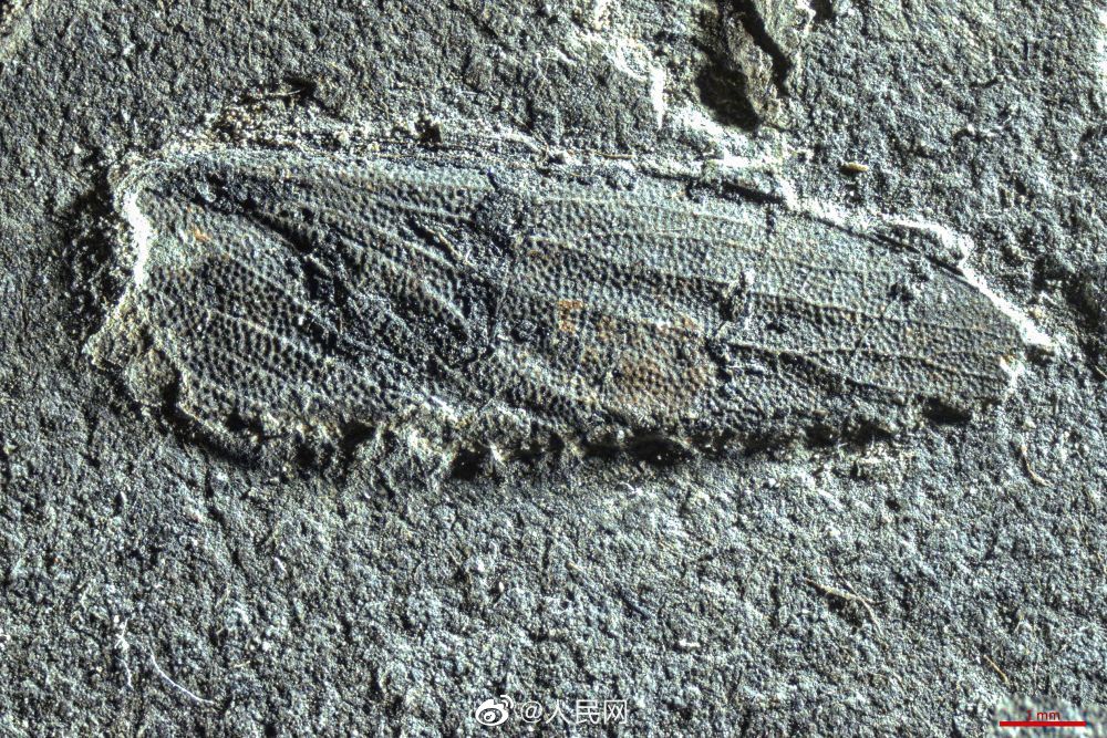 被称为1.1亿年前蟑螂亲戚的玉门鞘蠊介绍