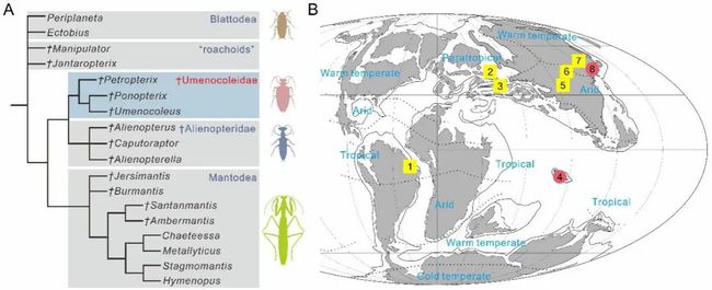 被称为1.1亿年前蟑螂亲戚的玉门鞘蠊介绍