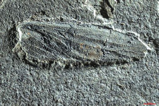 1.1亿年前蟑螂亲戚 揭秘远古昆虫玉门鞘蠊