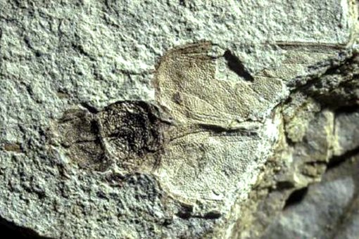 1.1亿年前蟑螂亲戚 揭秘远古昆虫玉门鞘蠊