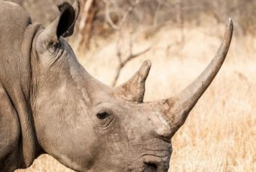 非洲什么？动物有名？盘点非洲10种最危险的动物别招惹