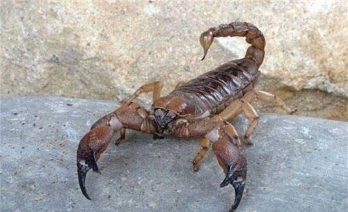 冻死的蝎子还能吃吗？含有一定有害成分不要吃