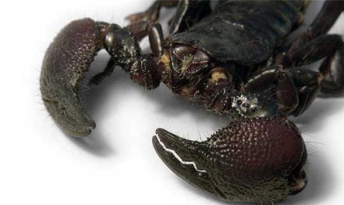 冻死的蝎子还能吃吗？含有一定有害成分不要吃