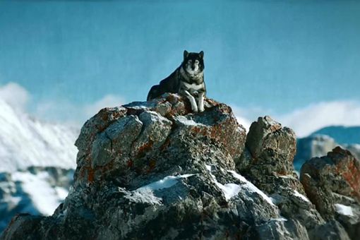 阿拉斯加雪橇犬介绍