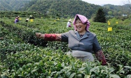 红茶的工艺流程是什么？？制作红茶要经过哪些步骤