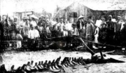 1934年辽宁营口坠龙事件真相揭秘 ＂龙尸＂的身份是长须鲸