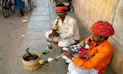印度的蛇为什么？没尊严？揭秘印度人独特的种族天赋