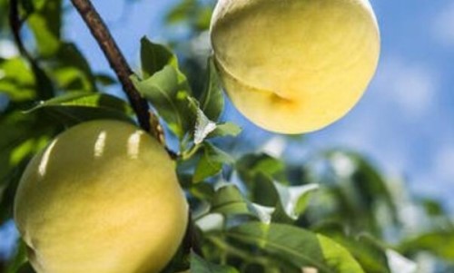 黄桃能和酸奶一起吃吗？吃了黄桃和酸奶会影响健康吗