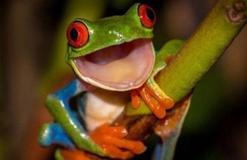 青蛙是怎么睡觉的？青蛙的十大特点和生活特征