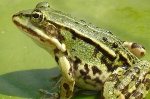 青蛙是怎么睡觉的？青蛙的十大特点和生活特征